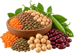 Urovenex – molybdenum in lentils and legumes