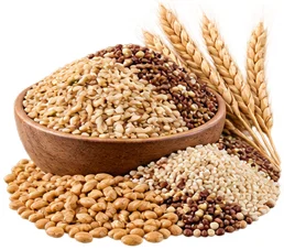 Urovenex – vitamin B1 (thiamine) in whole grains